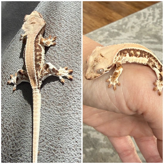 2025 Pack Of 3 Exceptional Geckos Crested Gecko by The Gecko Den