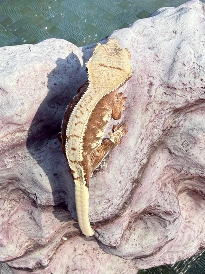 Red Base White Wall Not A Lilly! Npv - Crested Gecko