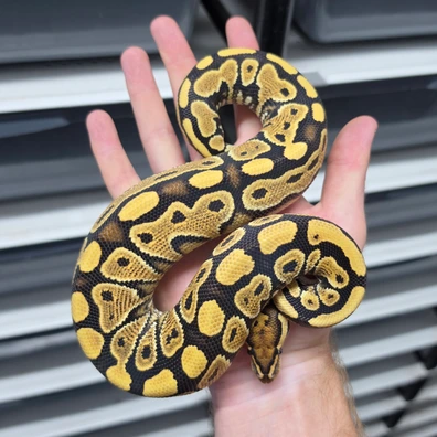 Special Lace Yellowbelly Het Clown Ball Python - male for sale from TkConstrictors