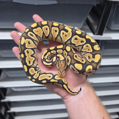 Special Lace Yellowbelly Het Clown Female Ball Python - female for sale from TkConstrictors