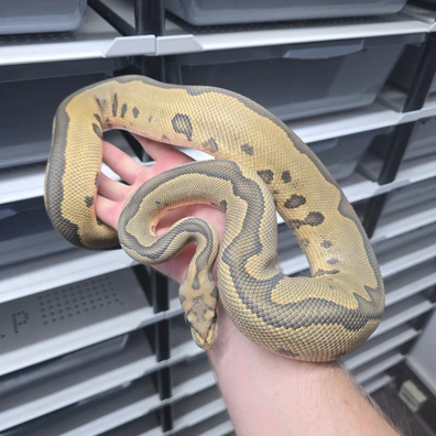 Leopard Hypo Clown Ball Python - male for sale from TkConstrictors