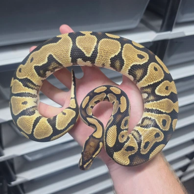 Asphalt Double Het Vpi Axanthic Clown Ball Python - female for sale from TkConstrictors