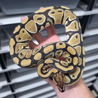 Cb25 Triple Het Vpi Axanthic Desert Ghost Clown Ball Python - female for sale from TkConstrictors
