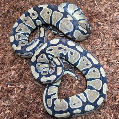 Double Het Vpi Axanthic Clown Pair Ball Python - unknown for sale from TkConstrictors