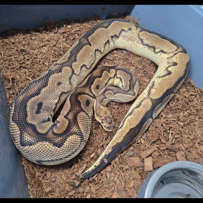 Cb22 Orangedream Sugar Clown Ball Python - female for sale from TkConstrictors