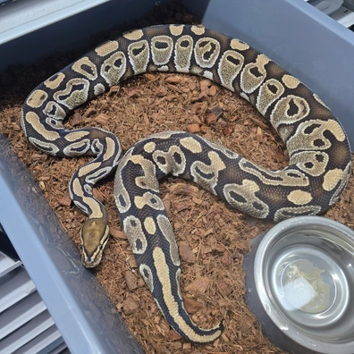 Cb22 Special Het Clown Ball Python - female for sale from TkConstrictors