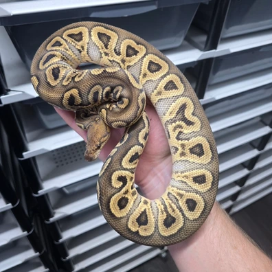 Cb24 Hurricane Ghi Orangedream Clown Ball Python - female for sale from TkConstrictors