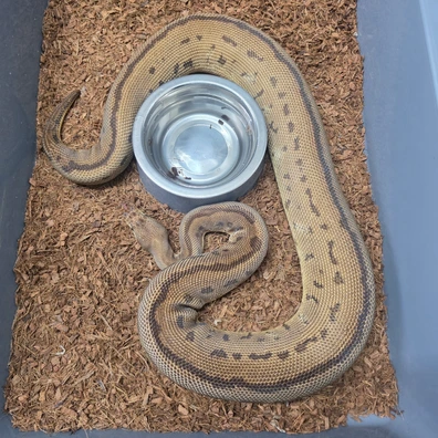 Cb23 Blackpastel Leopard Pinstripe Clown Ball Python - female for sale from TkConstrictors