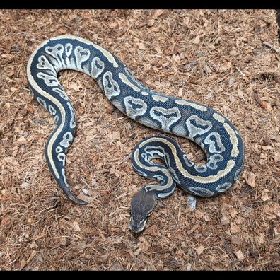 Cb26 Bongo Poss Lace Or Yellowbelly Het Clown