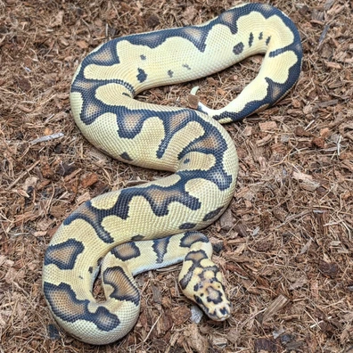 Cb25 Fire Orangedream Clown Het Hypo Ball Python - male for sale from TkConstrictors