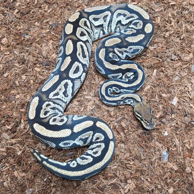 Cb25 Bongo Spotnose Possible Hurricane Het Clown