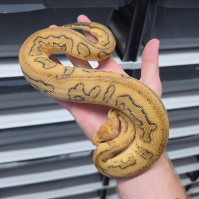 Cb25 Champagne Orangedream Sugar Probable Yellowbelly Clown Het Hypo Ball Python - male for sale from TkConstrictors