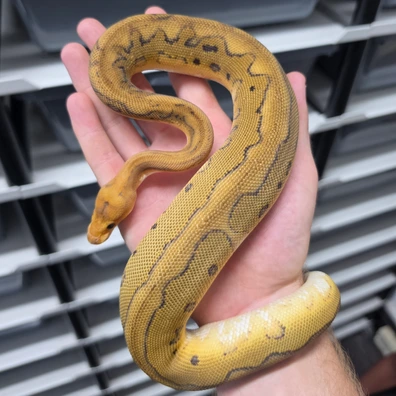 Champagne Leopard Orangedream Probable Yellowbelly Poss Sugar Clown Het Hypo Male Ball Python - male for sale from TkConstrictors