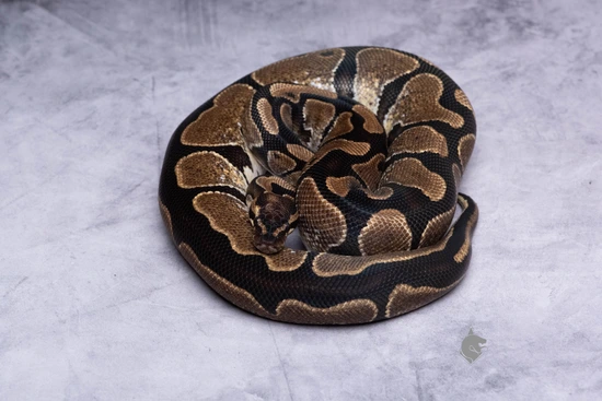 Sugar Ball Python by Screaming Morphs