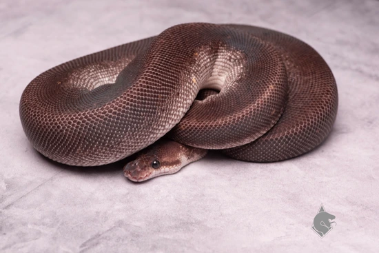 Super Cinnamon Yellow Belly Ball Python by Screaming Morphs