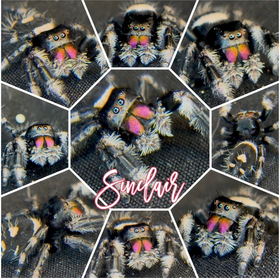 Unique Sinclair Sinclair ~ Unique Dark Phase Jumping Spider by Tay's Spoodsylvania