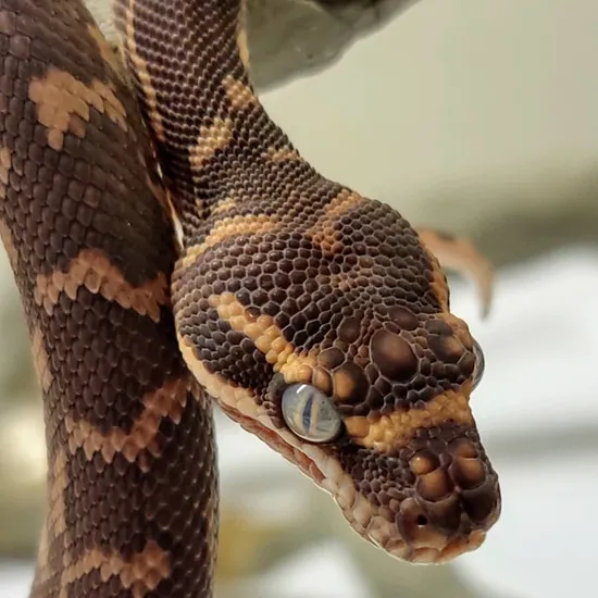 Rough Scaled Python Rough-Scaled Python by TB Snakes