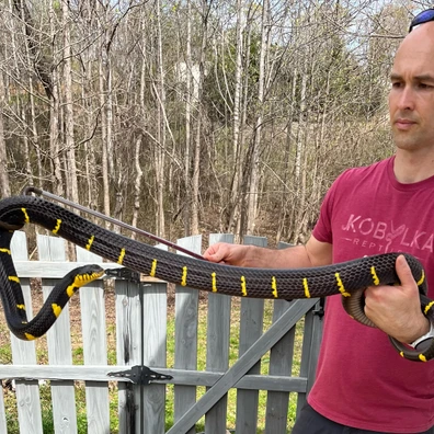 boiga melanota for sale Giant CB Boiga Melanota More Colubrids by TB Snakes