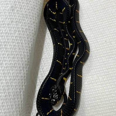 USCBB Dog-toothed Catsnake (Boiga Cynodon) More Colubrids by TB Snakes - MorphMarket USCBB Dog-toothed Catsnake (Boiga Cynodon) More Colubrids by TB Snakes - MorphMarket