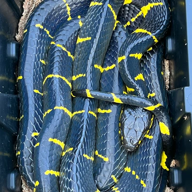 boiga melanota for sale Proven Breeder Mangrove Snake by TB Snakes Cynocomb Vitamin B12 Size:90 Days Pack Mark Gordon - Executive