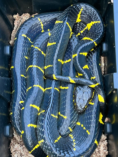 Proven Breeder Melanota Mangrove Snake Boiga by TB Snakes