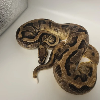 Enchi Pied - Ready To Breed Ball Python - male for sale from TC Exotics