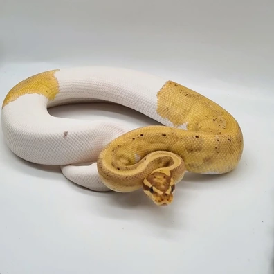 Banana Pied Het Clown - READY TO BREED Ball Python - male for sale from TC Exotics