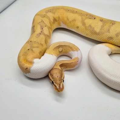 Banana Pied Het Clown - READY TO BREED Ball Python - male for sale from TC Exotics
