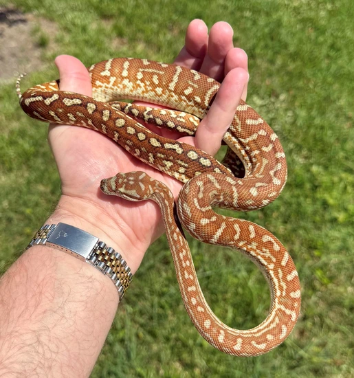 2023 Full Blood Hypo Stonewashed Bredli Centralian Carpet Python by ...