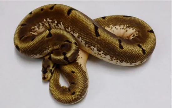 Krg Ball Python KRG Pepper Back WBP Ball Python by Tropical Tom's