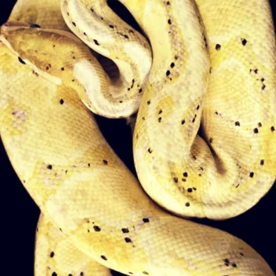 1.0 Banana Yellow Belly Ball Python - male for sale from TDMajesticMorphs