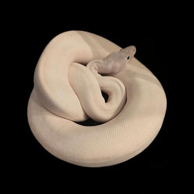 Ivory 0.1 Ball Python - female for sale from TDMajesticMorphs