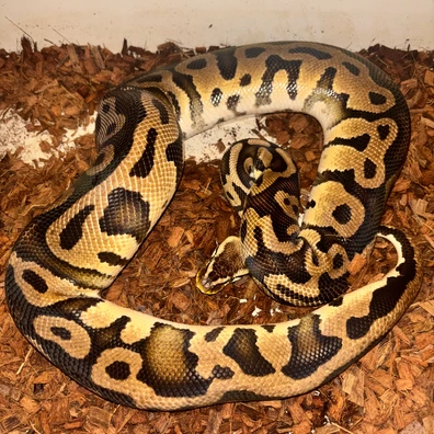 Trio Of Breeder Female Het Clowns Ball Python - female for sale from BallsdeepRoyals