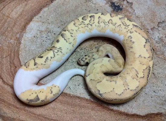 Disco Fire Clown Ball Python by Susquehanna Ectotherms