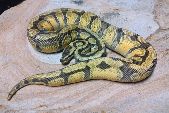 Pastel Ench Orange Dreami Het Ghost Het Rainbow Ball Python by ...