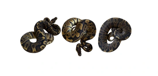 GHI, Dinker Trio Ball Python by Reptile Town
