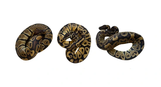 GHI, Dinker Trio Ball Python by Reptile Town