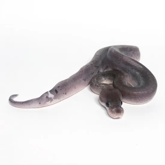Silver Bullet Python Silver Bullet 66% Het Pied (Kinked Tail) Ball Python by PXL Reptiles