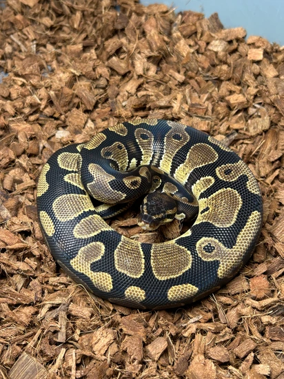 Normal Het. Pied Ball Python by PXL Reptiles