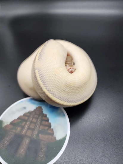 Lesser Highway Ball Python by Temple Exotics