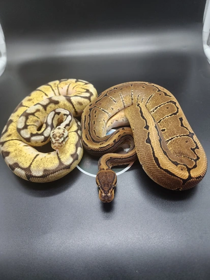 1.1 Het Sunset Pair Ball Python by Temple Exotics