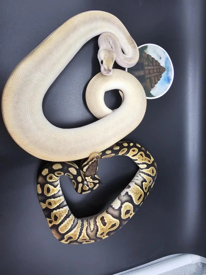 1.1 Hypo Project Ball Python by Temple Exotics