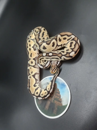 1.0 Pastel Special HRA Ball Python by Temple Exotics