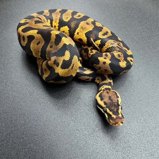 Pastel Acid 66% Het. Pied Ball Python by Ten_Thousand_Scales