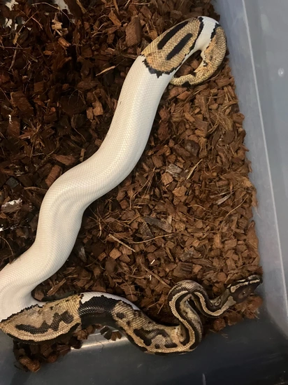 Pied Ball Python by Feathers fins and furs