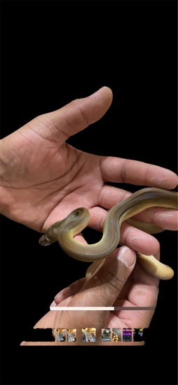 Phantom Golden Child Mötley Reticulated Python by Feathers fins and furs