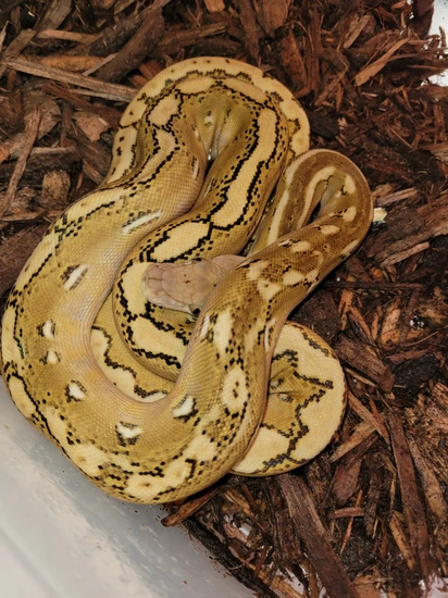 Phantom Sunfire Platinum Reticulated Python by Teugenis