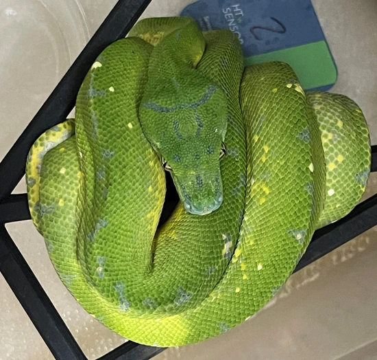 HY Wyatt Line X BM Jayapura ZM22-02 Green Tree Python by Texas ...