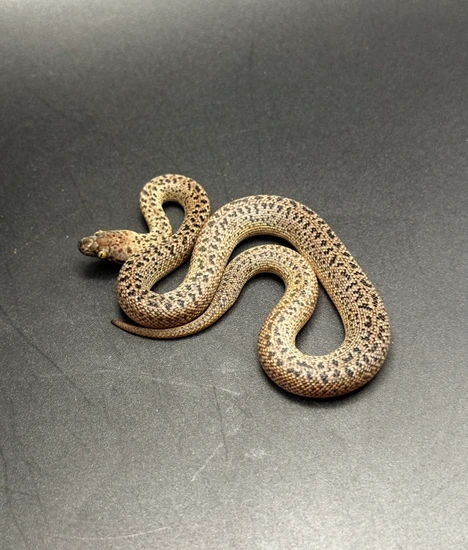 Beautiful Granite Spotted Python by Stronghold Exotics