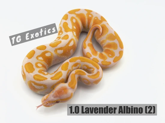 Lavender Albino Ball Python by TGExotics